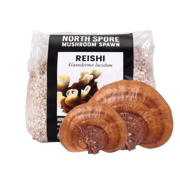 Organic Red Reishi Mushroom Grain Spawn