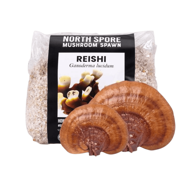 Organic Red Reishi Mushroom Grain Spawn