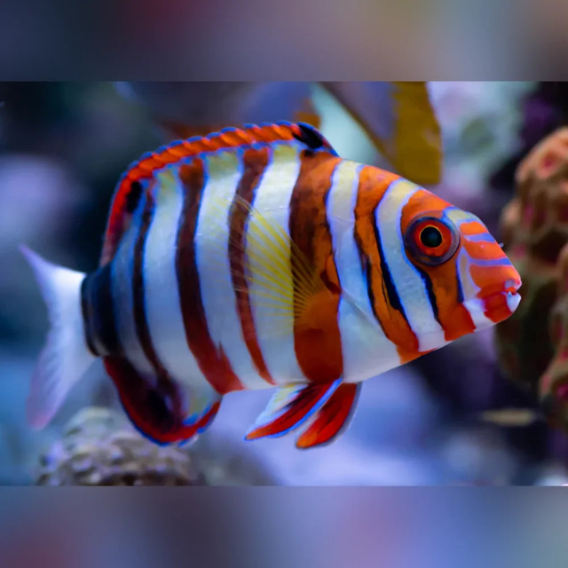 Harlequin Tuskfish Wrasse