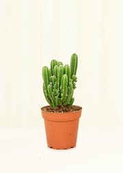 Fairy Castle Cactus, Small