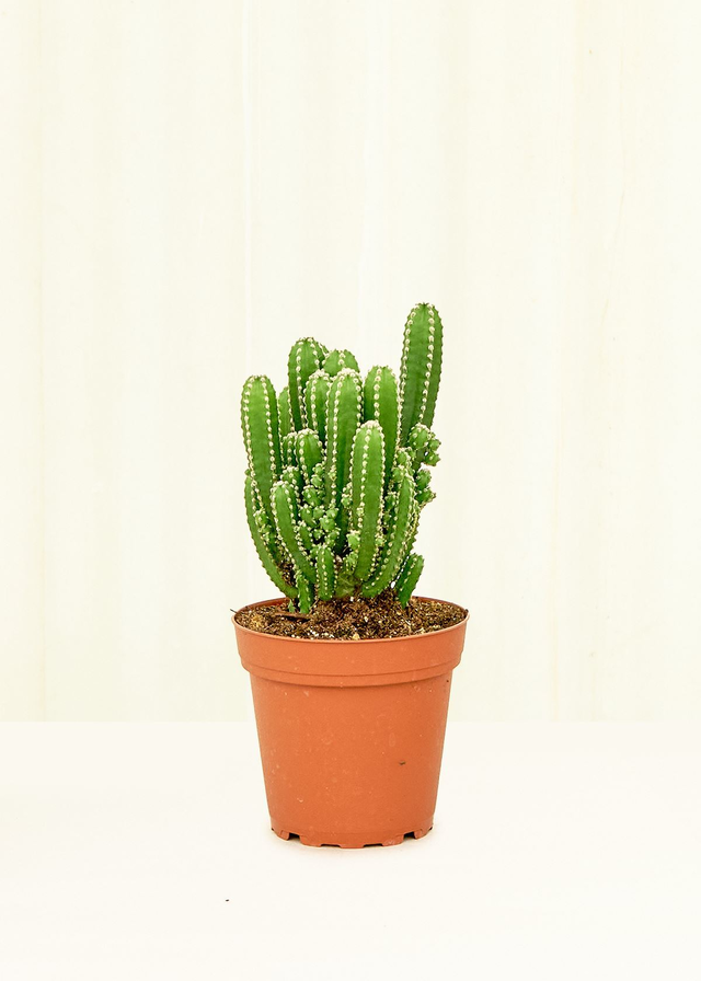 Fairy Castle Cactus, Small