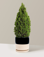 Tiny Tower® Dwarf Alberta Spruce