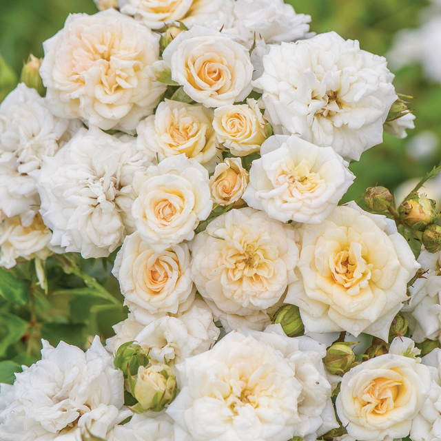 White Drift Rose Bare Root