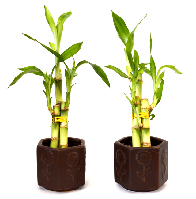 9GreenBox - Live 3 Style Party Set of 2 Bamboo Plant Arrangement w/ Ceramic Vase