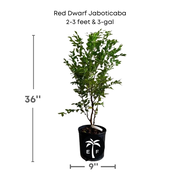 Red Dwarf Jaboticaba Tree, Hybrid
