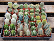 2.5" Assorted Cactus (No Names)