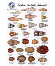 Natural World Press Common Shells of Hawaii and the Pacific ID Card 6" x 9" Guide