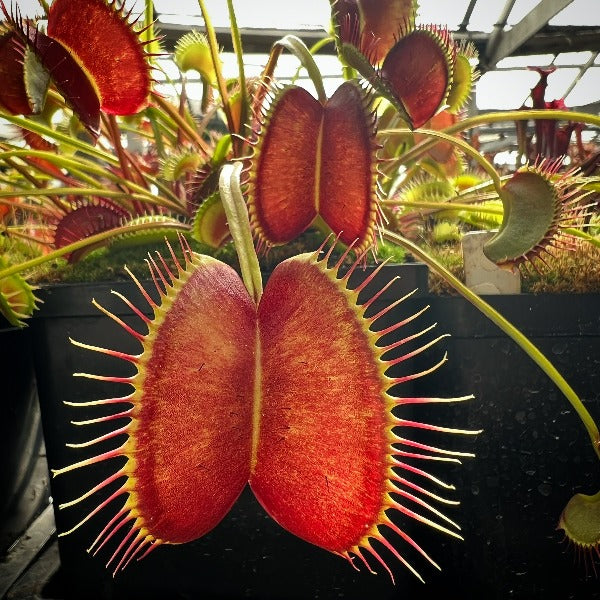 Dionaea m. “Witchy Baby” Potted