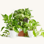 Pothos Hanging Basket