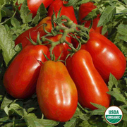 Tomato, San Marzano Organic Seeds, 300mg