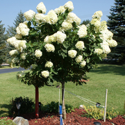 Limelight Hydrangea Tree