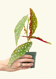 Begonia maculata, Small