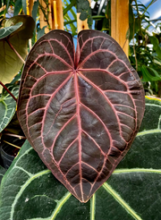 Anthurium Doc Block - F2
