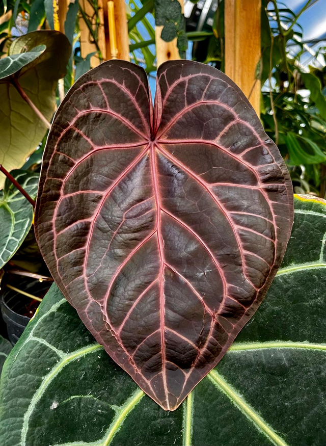 Anthurium Doc Block - F2