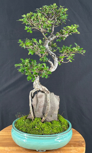 Chinese Elm Bonsai TreeCurved Trunk & Root Over Rock Style(ulmus parvifolia)