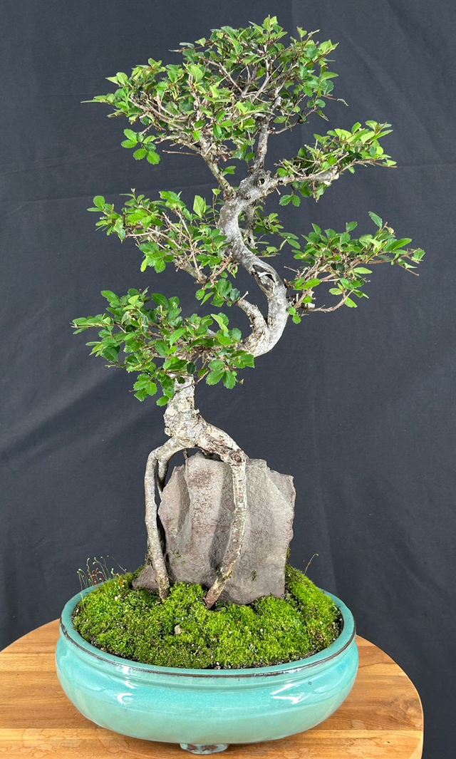 Chinese Elm Bonsai TreeCurved Trunk & Root Over Rock Style(ulmus parvifolia)