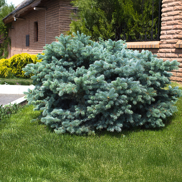 Dwarf Globe Blue Spruce