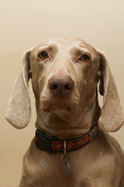 Close Up Of Dogs Face by Peter Muller