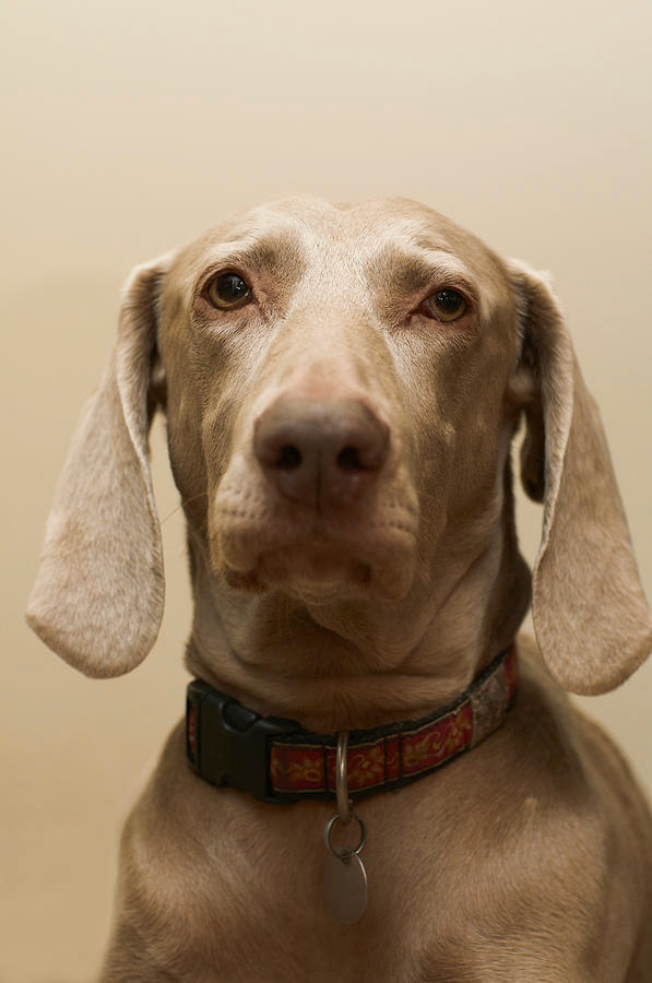Close Up Of Dogs Face by Peter Muller