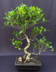 Ficus Retusa Bonsai TreeCurved Trunk & Tired Branching(ficus retusa)