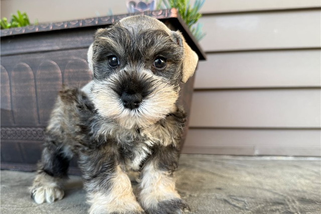 Milly | Puppies For Sale at Pawrade