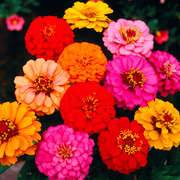 Zinnia, Lilliput Mixed Colors Seeds