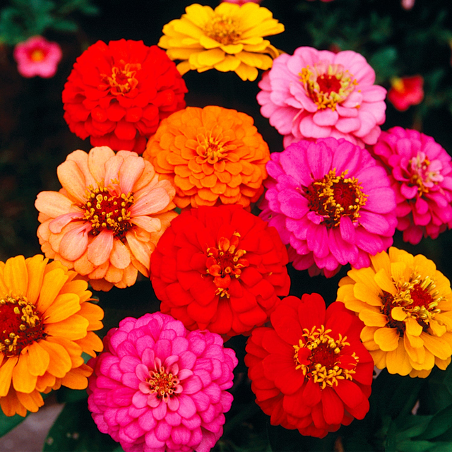 Zinnia, Lilliput Mixed Colors Seeds