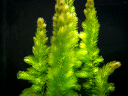 Hornwort (Ceratophyllum demersum)
