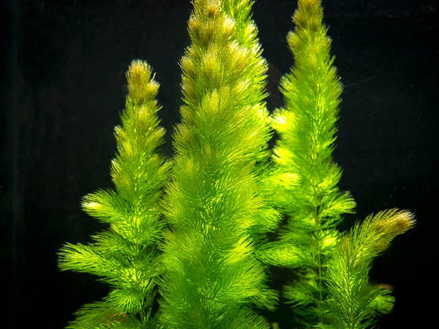 Hornwort (Ceratophyllum demersum)