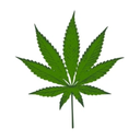 West Coast Cannabis Medical Marijuana Dispensary logo