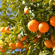 Hamlin (Louisiana) Sweet Orange Tree