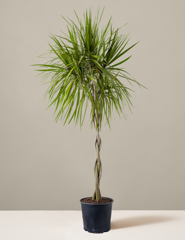 Dracaena Marginata Braided