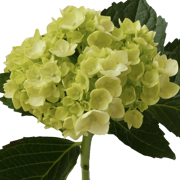 Best Green Hydrangeas