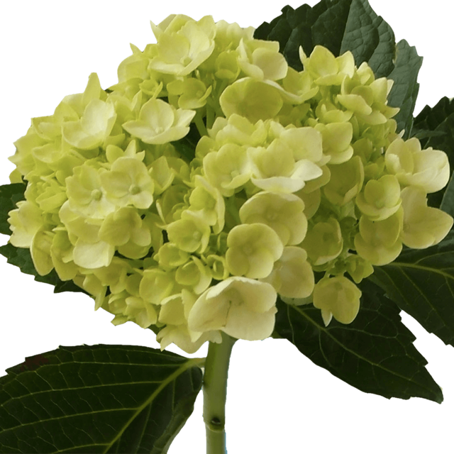 Best Green Hydrangeas