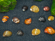 B-Grade Nerite Snails - Assorted Species, Colors, and Patterns!