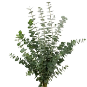 Baby Blue Eucalyptus Bunch