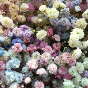 Pastel Rainbow Tinted Baby's Breath