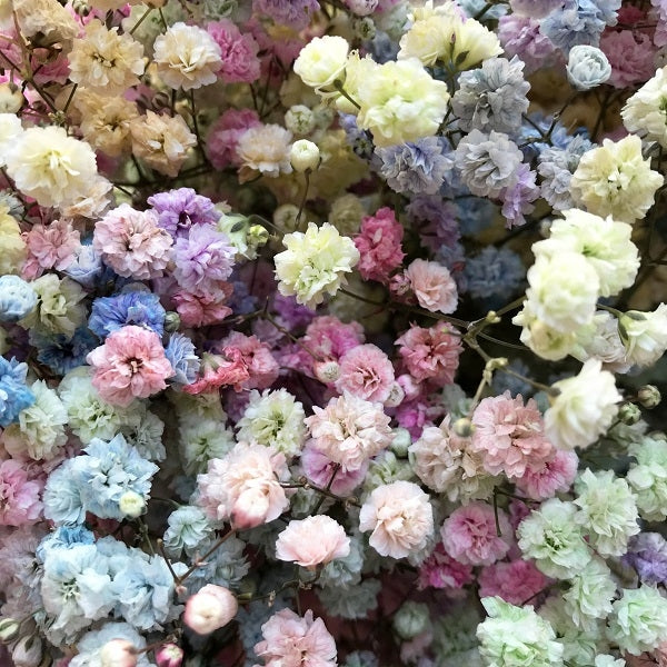 Pastel Rainbow Tinted Baby's Breath