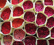 Large Orders Roses 60cm to 80cm