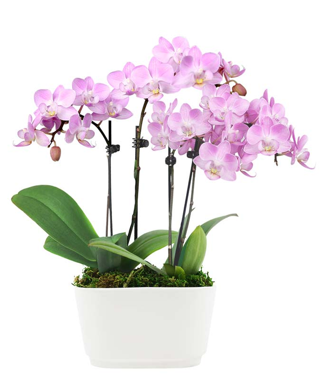 Pink Whimsy Orchid Planter at Send Flowers