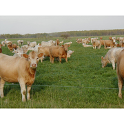 Tifquik Bahia Grass Seed