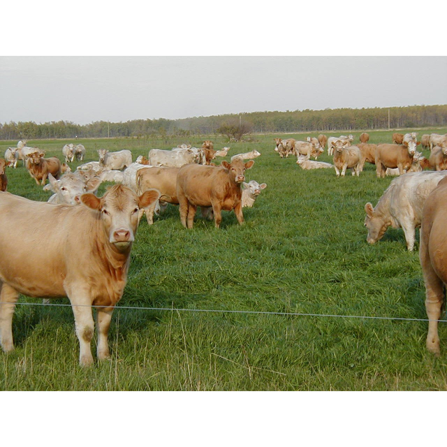 Tifquik Bahia Grass Seed