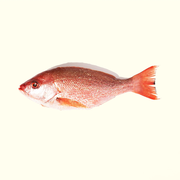 Pacific Red Snapper, Whole