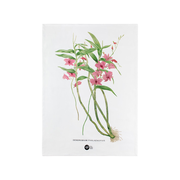Royal Botanic Gardens Australian Orchids Tea Towel 50x70cm Pink