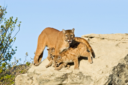 Cougar and kits in the North Dakota Badlands