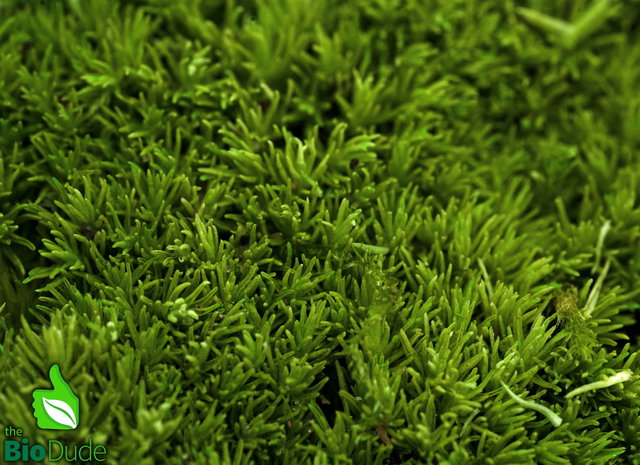 Live hand propagated cushion moss