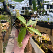 Nepenthes rafflesiana Leilani x robcantleyi, CAR-0638