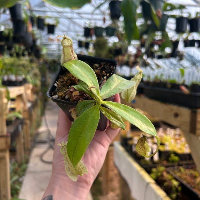 Nepenthes rafflesiana Leilani x robcantleyi, CAR-0638