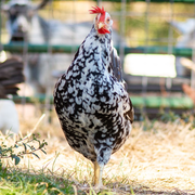 Baby Chicks: Exchequer Leghorn