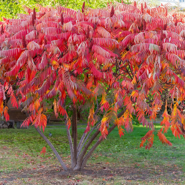 Staghorn Sumac